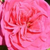 Pink - Bed and borders rose - grandiflora - floribunda - Sidney Peabody